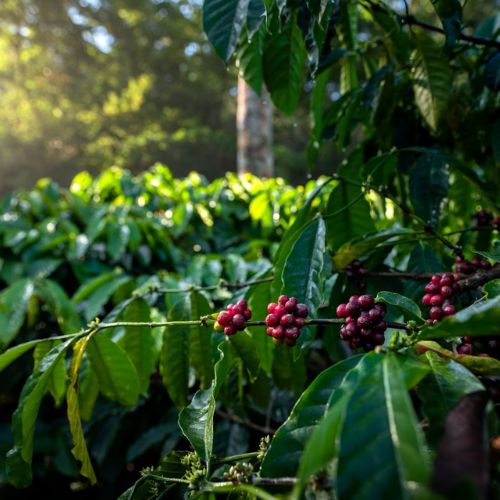 Coffee plantations in Coorg